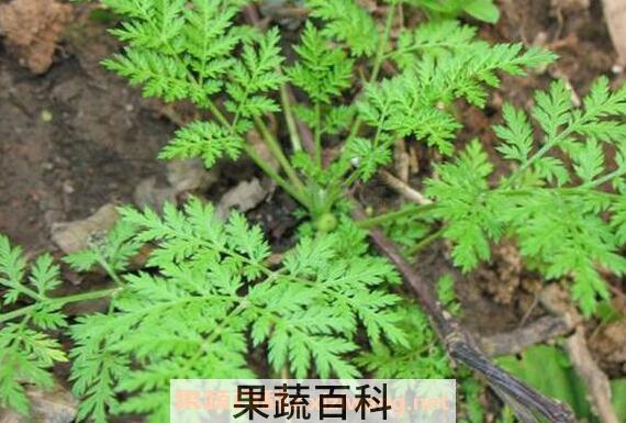 蒌蒿的药用价值