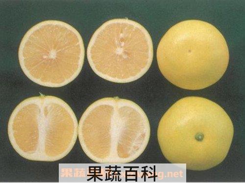 白葡萄柚