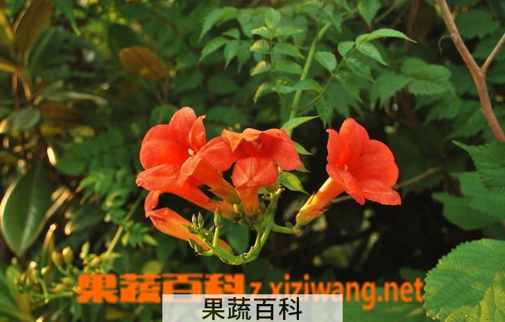 果蔬百科凌霄花图片 凌霄花的功效与作用