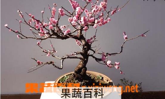 果蔬百科腊梅盆景的养护方法