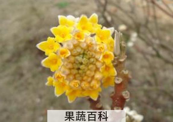 果蔬百科结香花的养殖方法