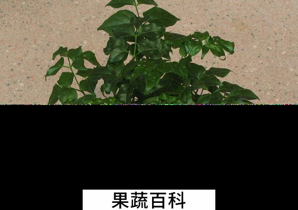 果蔬百科富贵树的养殖方法