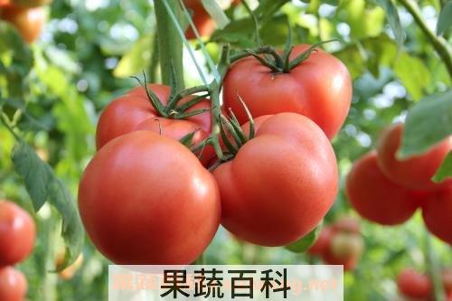 番茄红素