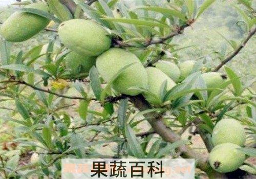 宣木瓜
