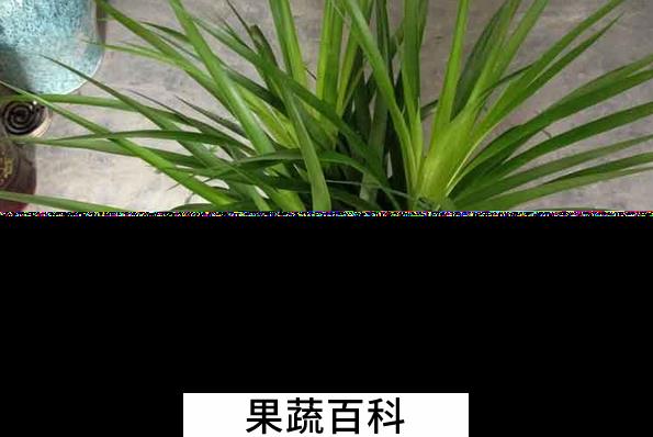 果蔬百科龙须铁的养殖方法