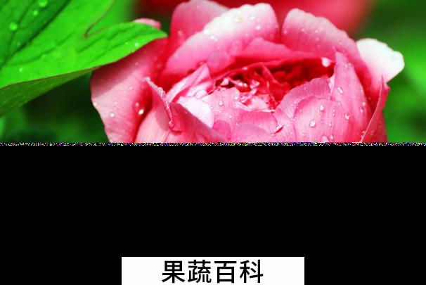 果蔬百科牡丹花的功效与作用