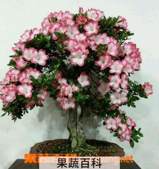 果蔬百科盆栽杜鹃花怎么养