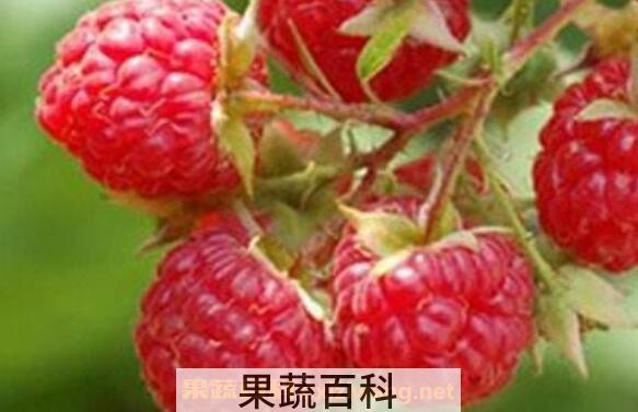 覆盆子的功效与作用 覆盆子的副作用