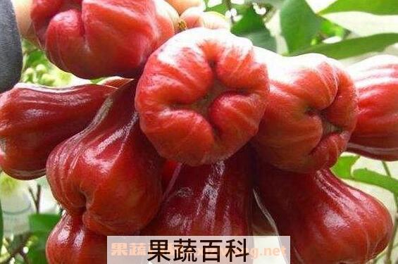 莲雾皮的功效与作用 莲雾皮的药用价值