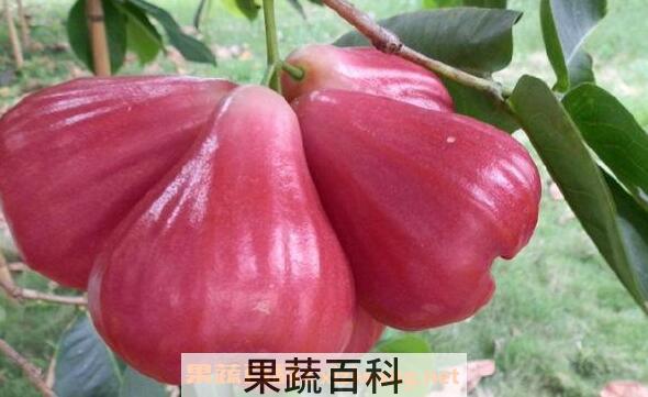 莲雾皮的功效与作用 莲雾皮的药用价值