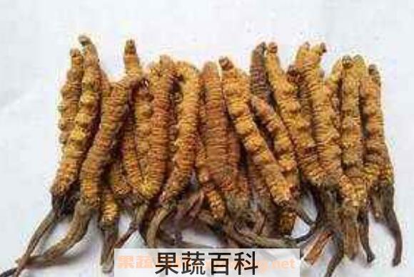 十大名贵菌类都是哪些 十大名贵菌类介绍