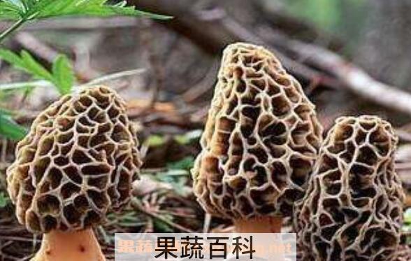 十大名贵菌类都是哪些 十大名贵菌类介绍