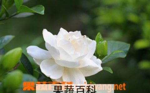 栀子的营养价值及功效与禁忌 栀子的营养价值及功效与作用