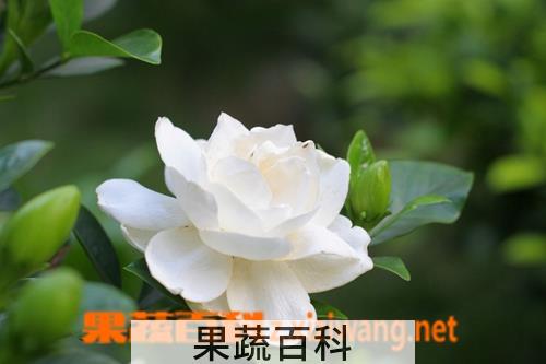 果蔬百科栀子的营养价值及功效