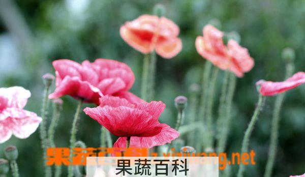 果蔬百科虞美人开花后怎么办