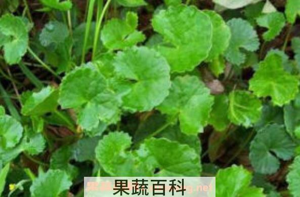 马蹄叶的功效与作用