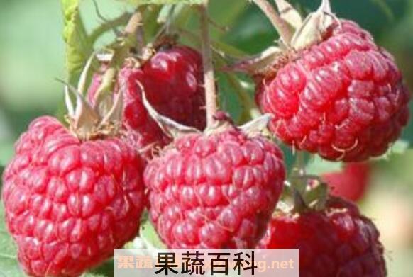 树莓和覆盆子的区别 吃树莓的好处