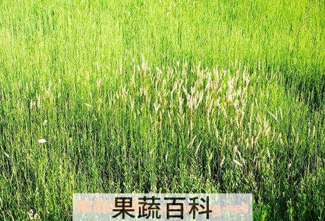 野麦子