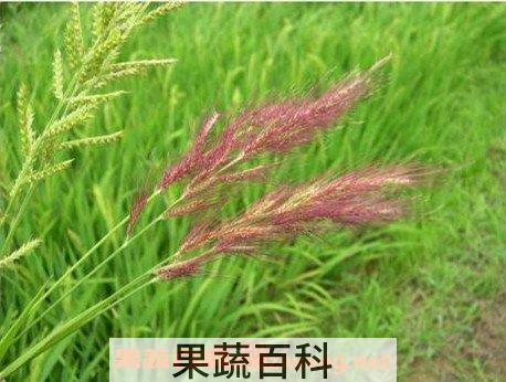 红稗