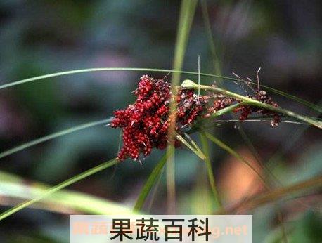 红稗