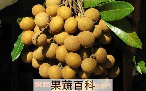 龙眼叶