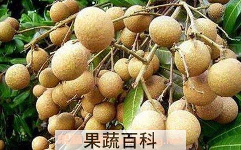 龙眼叶