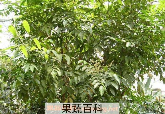 黄皮果叶
