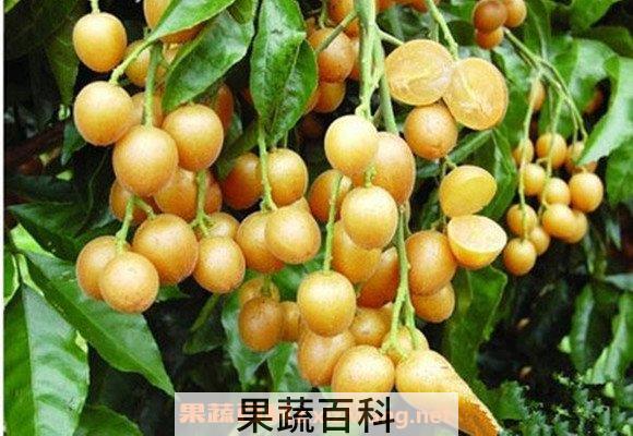 黄皮果叶