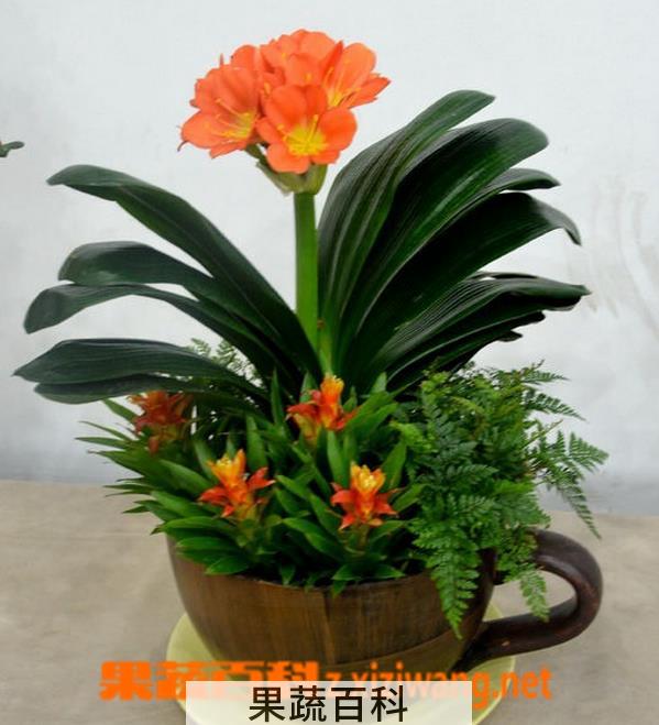 果蔬百科君子兰开花后怎么办