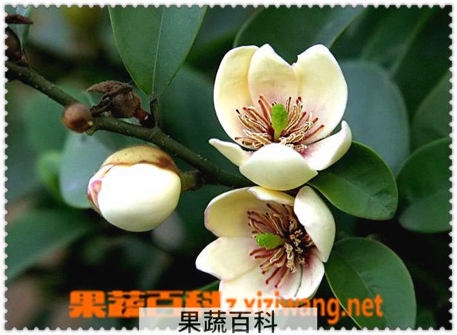 果蔬百科含笑图片 含笑种植大全
