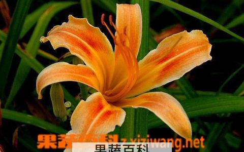 萱草植物图片 萱草图片大全