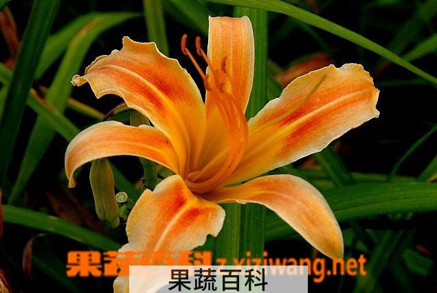 果蔬百科萱草图片 萱草种植技巧方法
