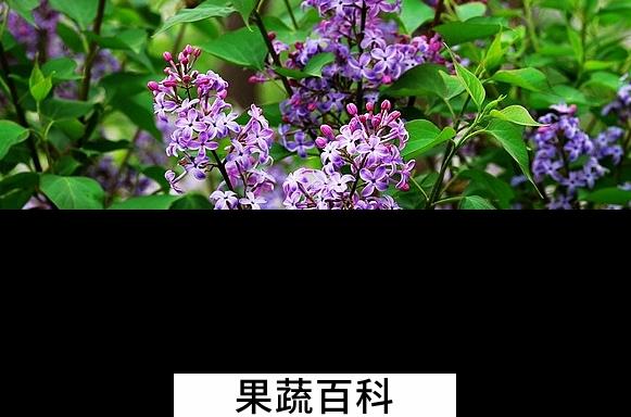 果蔬百科丁香花怎么养殖