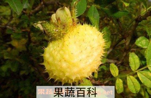 刺梨泡酒