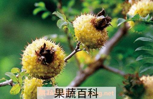 刺梨泡酒