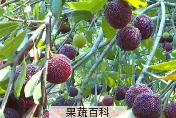 杨梅根的功效与作用 杨梅根的副作用
