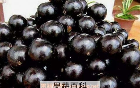 嘉宝果如何食用方法 嘉宝果怎么吃?