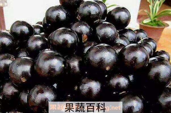 嘉宝果怎么吃好 嘉宝果的食用方法