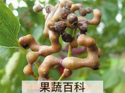 鸡爪梨