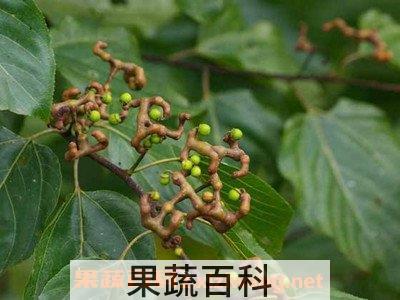 鸡爪梨