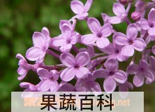 果蔬百科丁香花图片 丁香花种植技巧方法