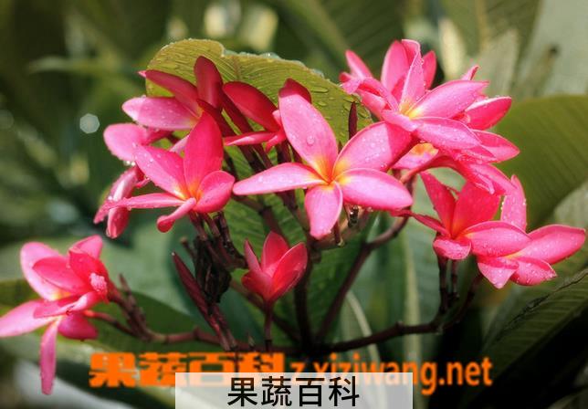果蔬百科百日红图片 百日红怎么种