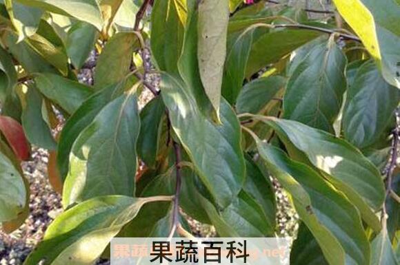 柿子叶粉的作用与功效	