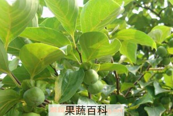 柿子叶粉的作用与功效	