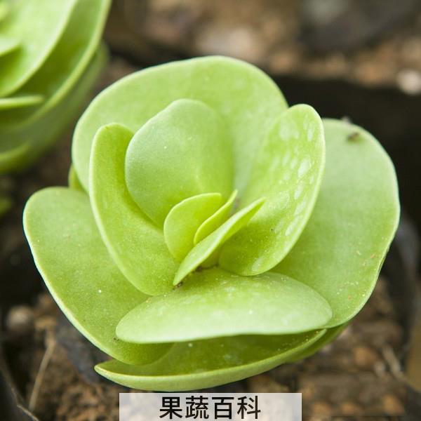 果蔬百科多肉植物金钱木怎么养