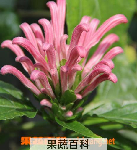 果蔬百科珊瑚花图片 珊瑚花怎么种