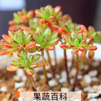 果蔬百科多肉植物小人祭怎么养