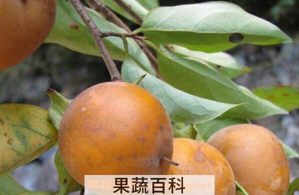 黄柿子叶的功效与作用