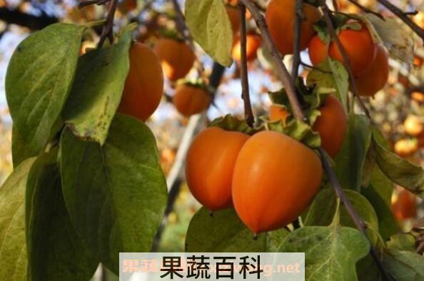 黄柿子叶的功效与作用