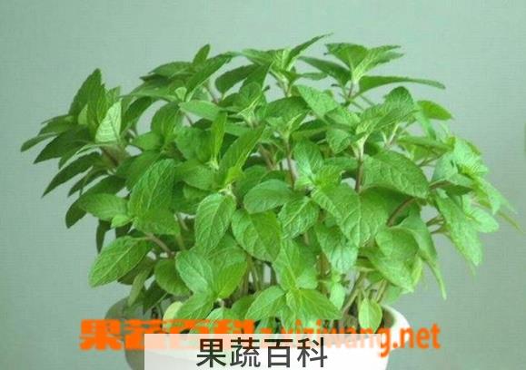 果蔬百科美国薄荷的种植方法